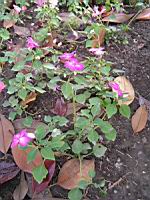 Impaciente - Impatiens hybride, cv Fanciful melange (fam Balsaminacees) (Tropical) (1) (Photo F. Mrugala)